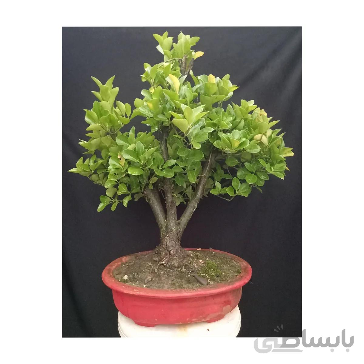 بنسای(بونسای) شمشاد رسمی ۱۶ ساله ا Bonsai