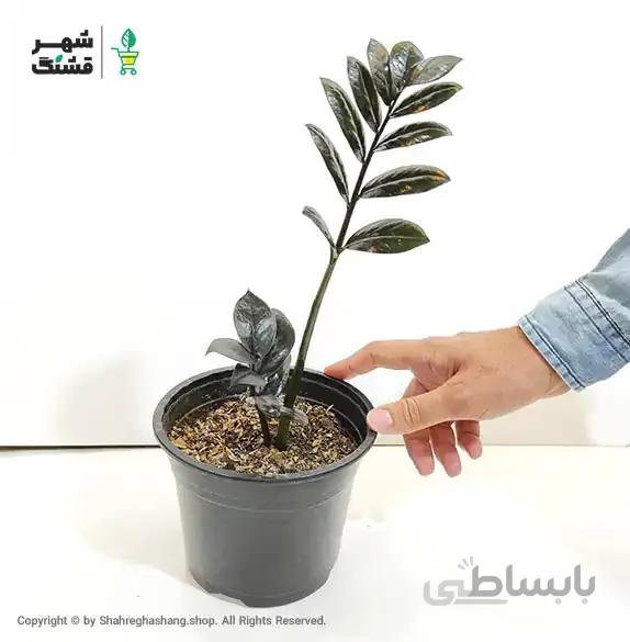 زامیفولیا بلک وارداتی