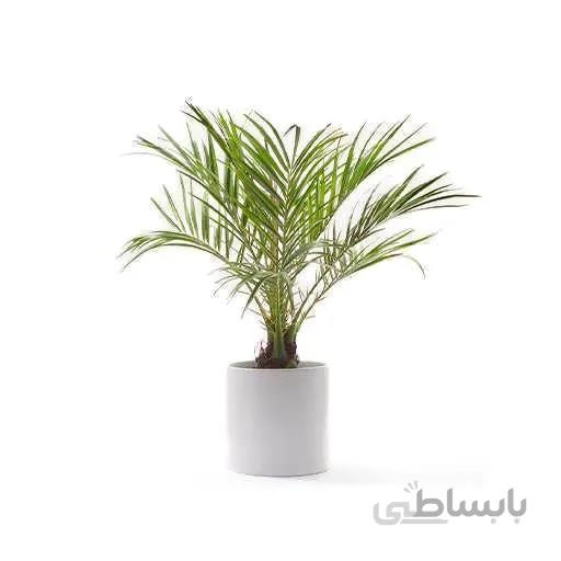 بذر نخل هندی