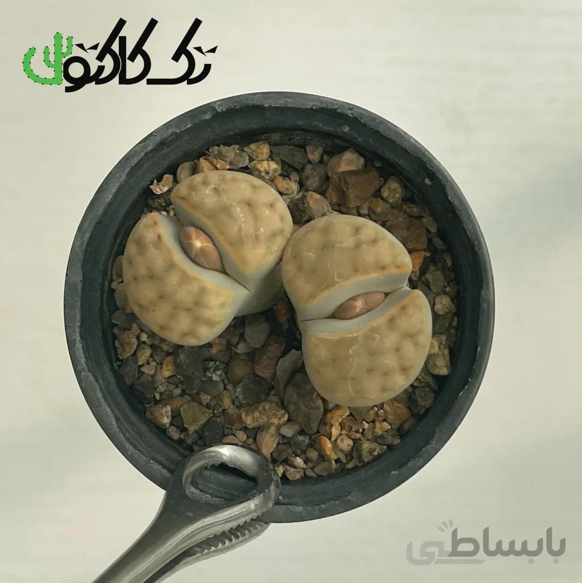 لیتوپس L0008066