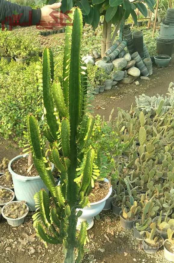 کاکتوس بزرگ افوربیا تریگونا درختی