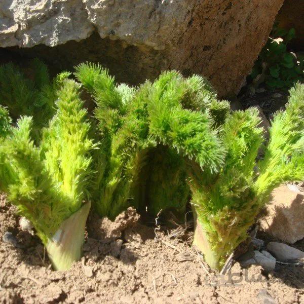 بذر کرفس کوهی بسته 4 گرمی