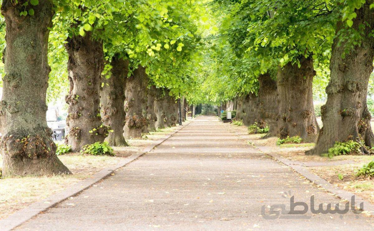 پوستر دیواری کد 934537