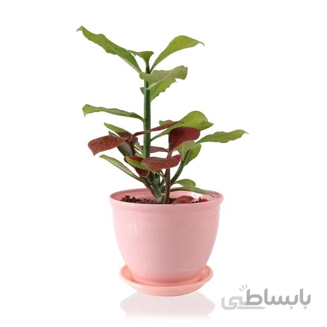 گیاه آپارتمانی سینادنیوم گرانتی
