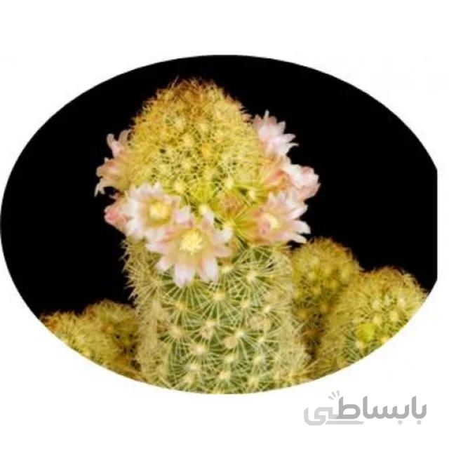 بذر کاکتوس مامیلاریا الونگاتا