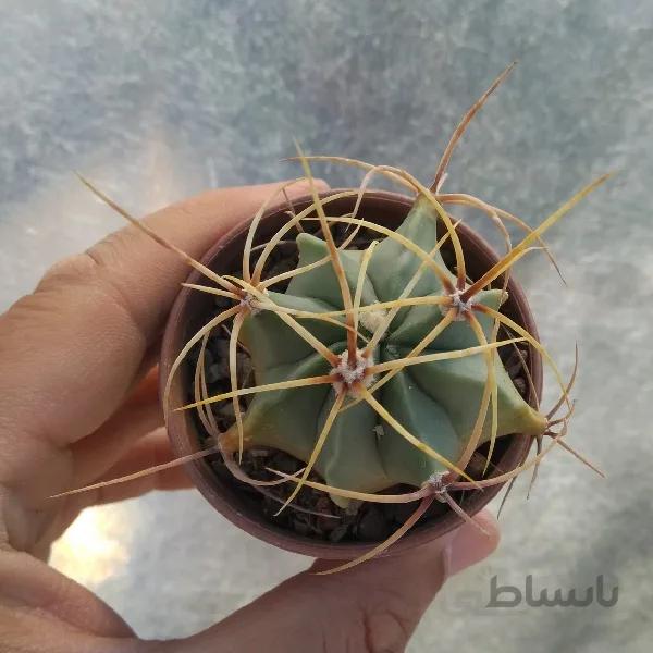 فروکاکتوس الکتروکانتوس