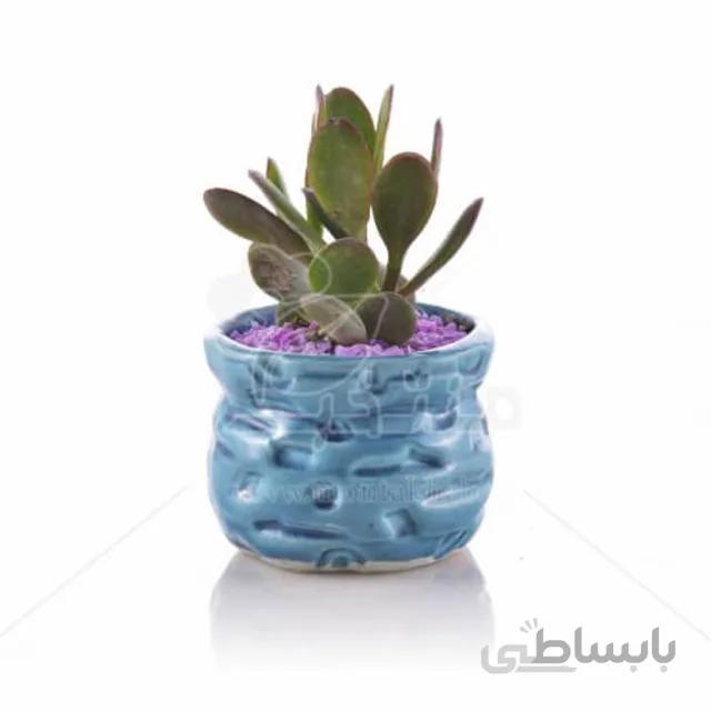 ساکولنت کراسولا اواتا در گلدان طرح سنگی 11 سانتیمتر