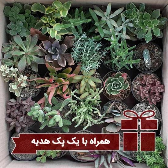 پکیج هدیه دار ساکولنت (گلدان 6) 275 عددی