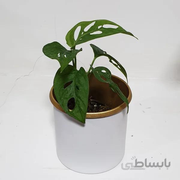 پتوس حصیری