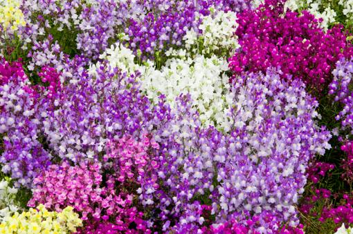 بذر گل ژیپسوفیلا رنگارنگ بسته 50 عددی