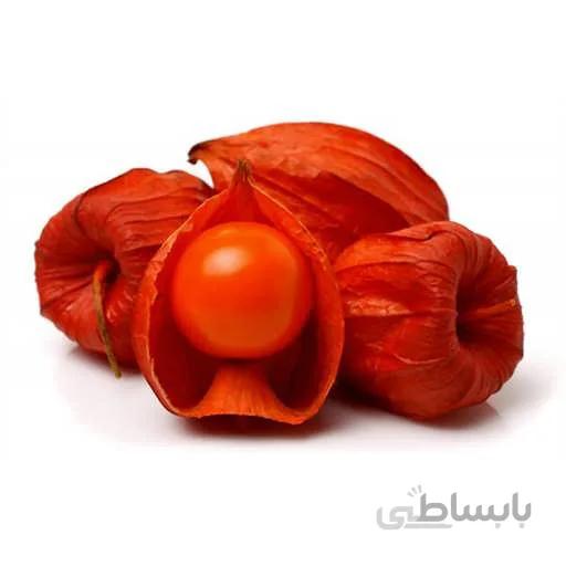 بذر فیسالیس قرمز