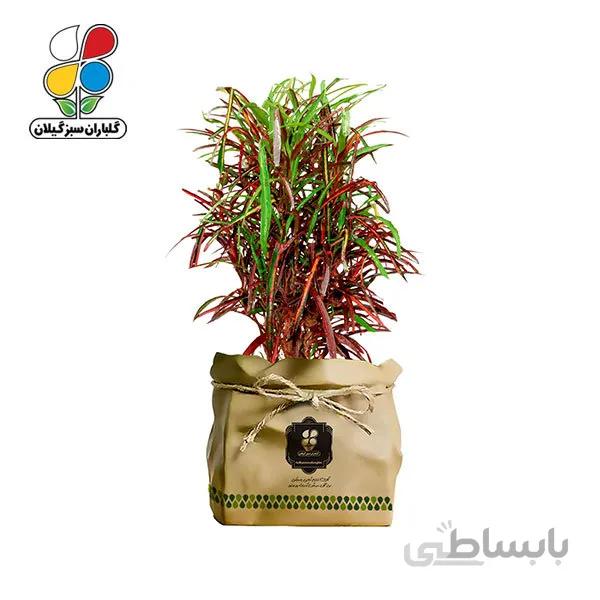گیاه طبیعی کروتون رشته ای گلباران سبز مدل GN13-2FK