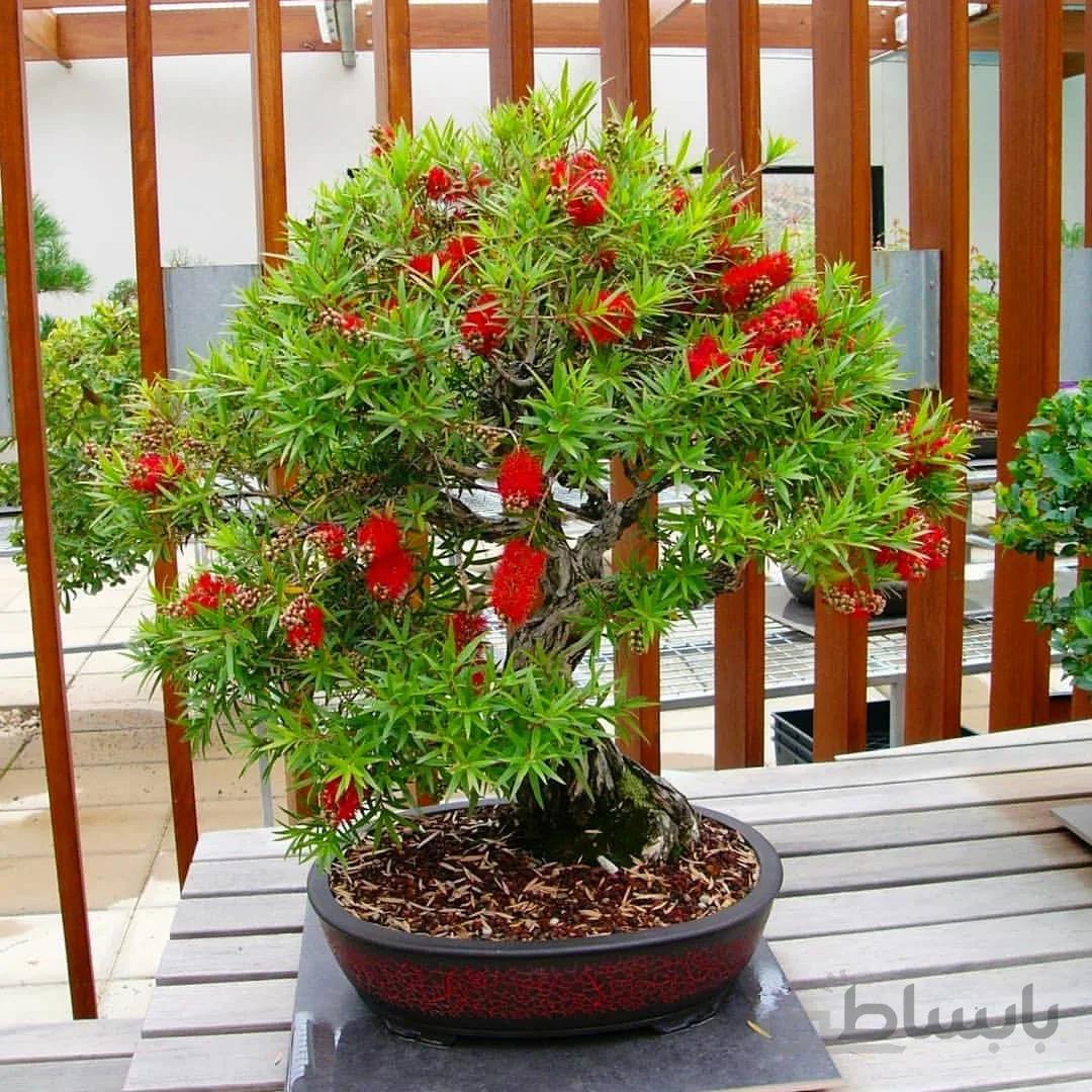 بذر بونسای بطری شور