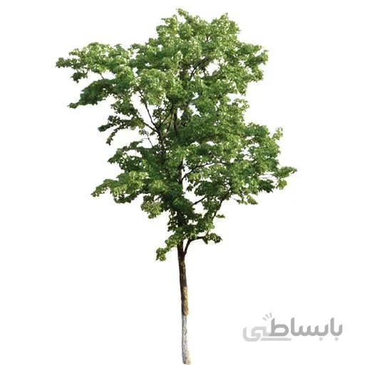 بذر درخت اکالیپتوس