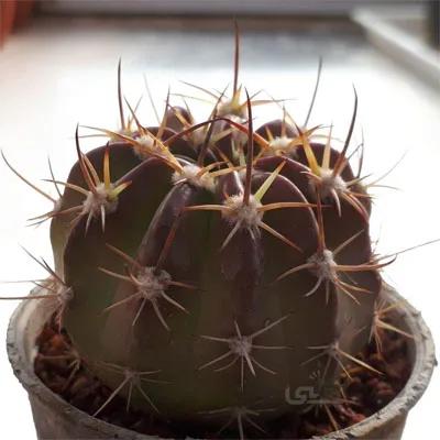 کاکتوس اچینوپسیس بسیار خاص
