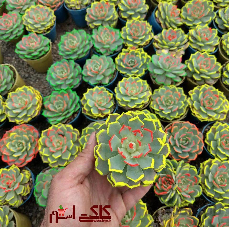 پک اچوریا رنگی دورنگ ممتاز ۱۶ عددی ( گلدان۸)