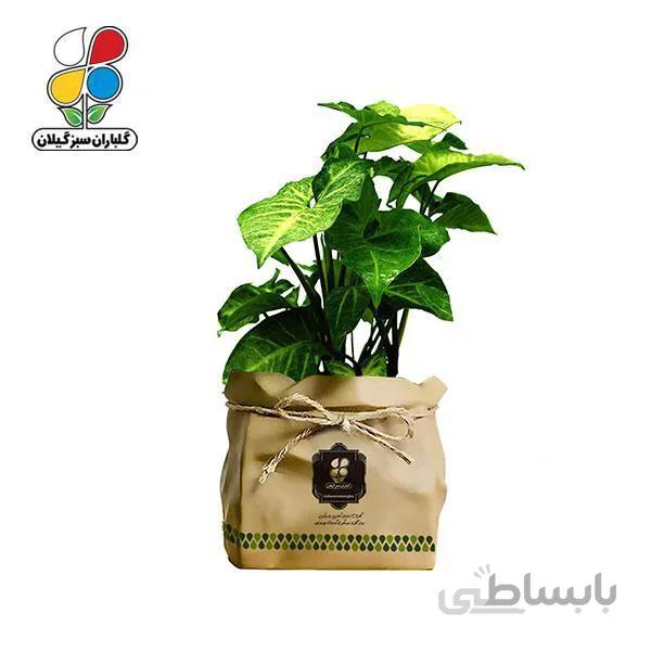 گیاه طبیعی سینگونیوم گلباران سبز گیلان مدل GN13-30K