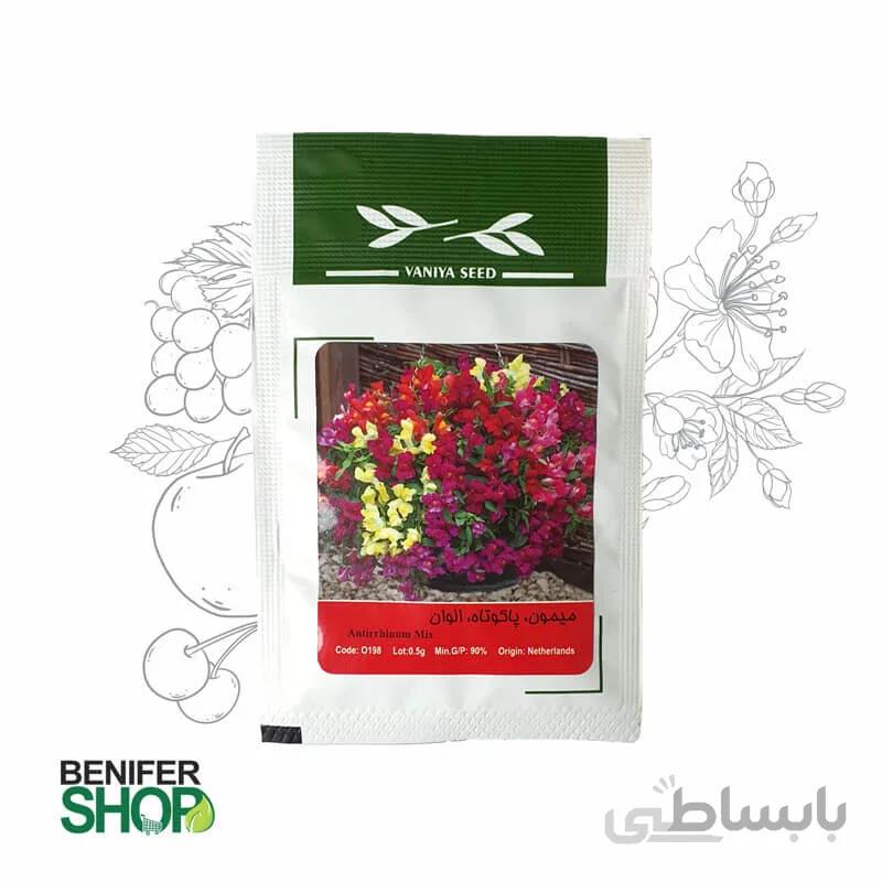 میمون پاکوتاه الوان