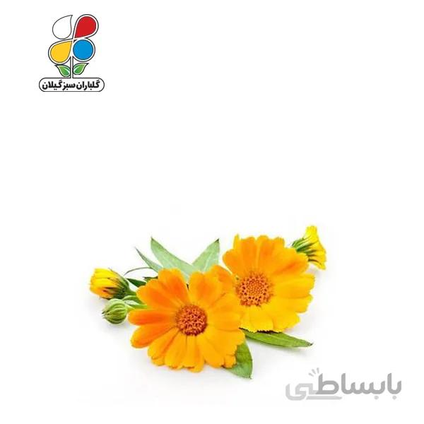 بذر گل همیشه بهار بسته بندی کوچک مدل GPSF7S