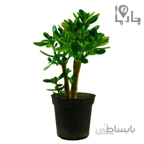 گیاه آپارتمانی کراسولا