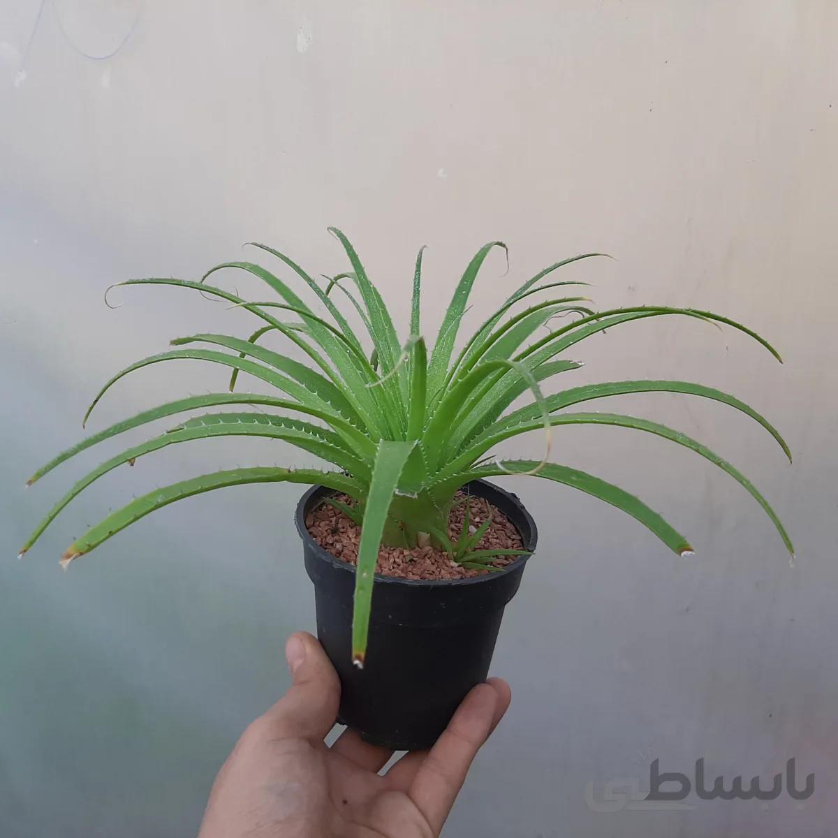 ساکولنت آناناسی بسیار خاص و زیبا