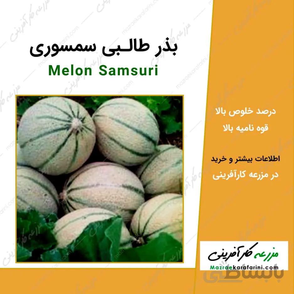 بذر طالبی سمسوری کد 790801