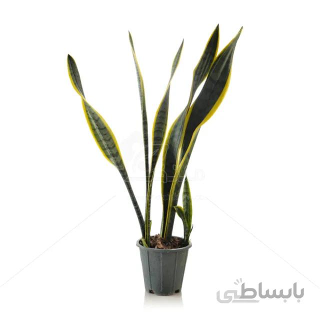 گیاه آپارتمانی سانسوریا پابلند ابلق (سه غلاف) ارتفاع 80 سانتی متر