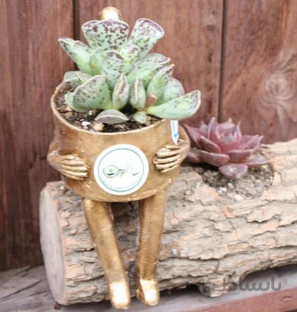 باغبان ، محصول ترکیبی