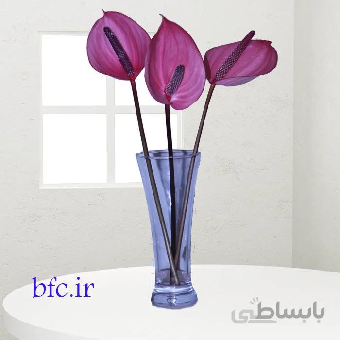 گل آنتریم