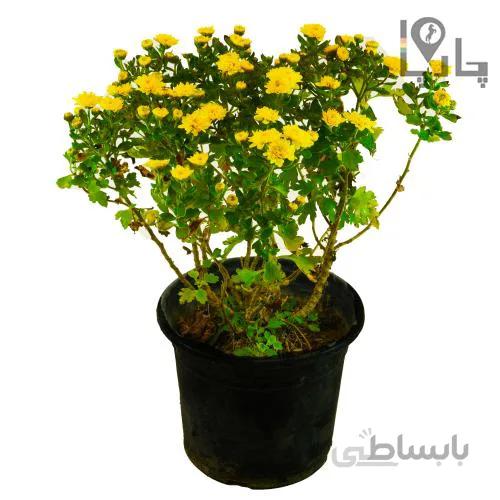 گل داوودی