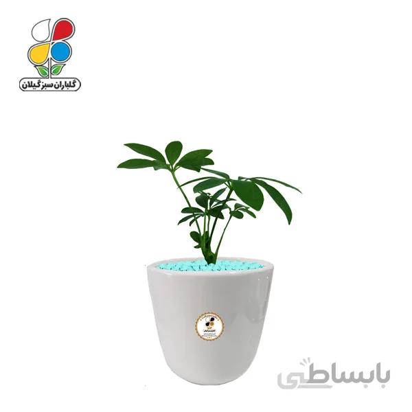 گیاه طبیعی شفلرا سبز کوچک گلباران