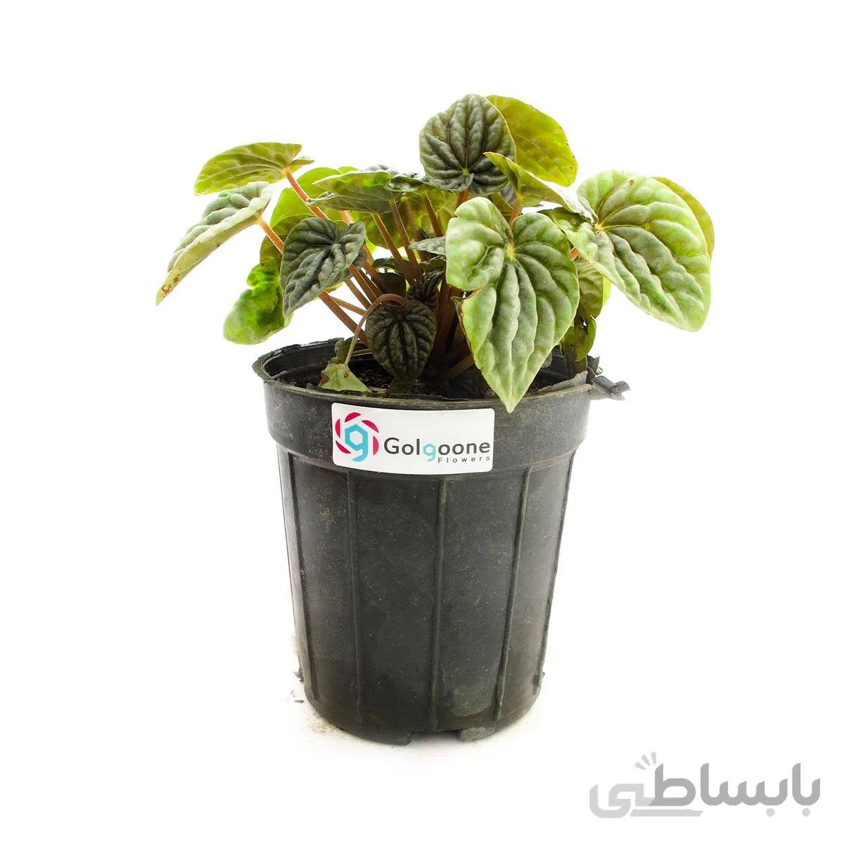 گیاه پپرومیا سبز