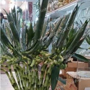 بامبو ابلق B02 (هر ساقه 280 تومان)