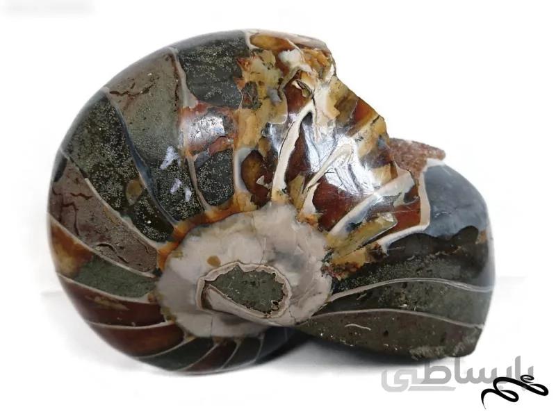 فسیل ناتیلوس آمونیت طبیعی با همرشدی سیترین (Nautilus Ammonite)