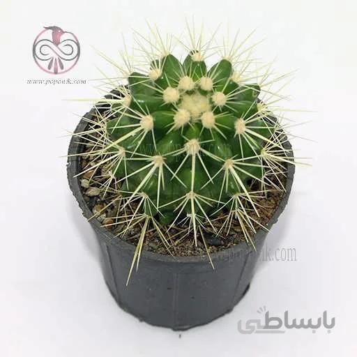 کاکتوس اچینو تیغ سفید