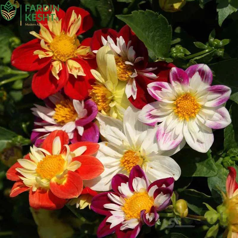 بذر گل کوکب یکساله پابلند رنگارنگ ایتالیایی بسته 50 عددی