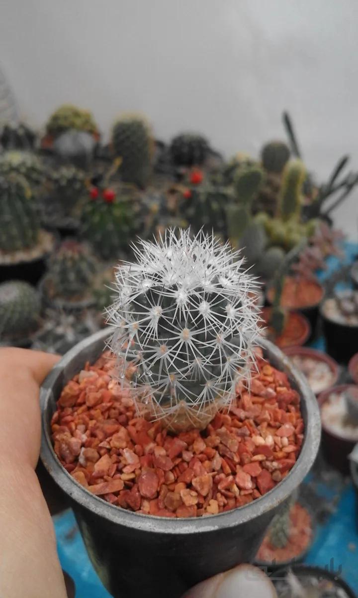 ژیمنوکاکتوس بسیار زیبا و خاص Gymnocactus