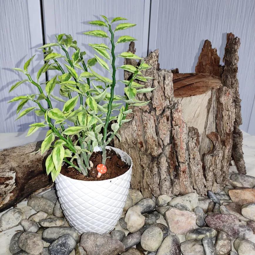 گل پدیلانتوس ا Pedilanthus