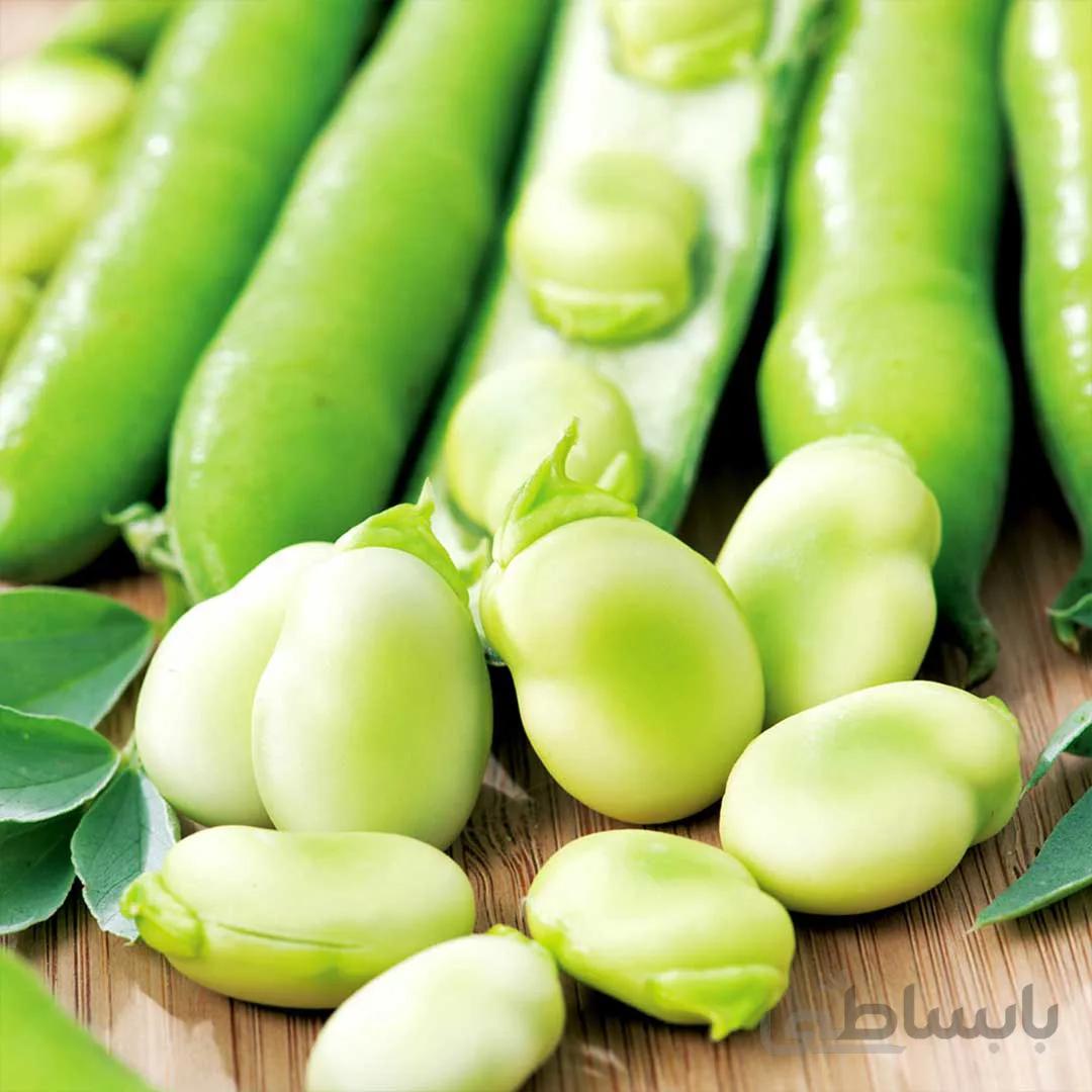 بذر باقلا درشت