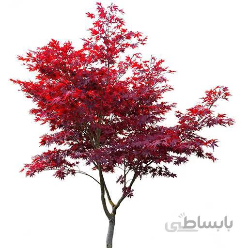 بذر درخت افرا قرمز