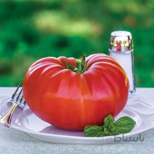 بذر گوجه غول پیکر