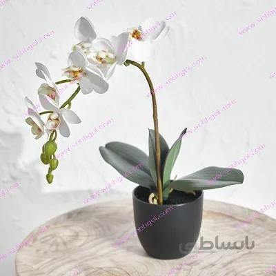 گل ارکیده تک شاخه ORK08