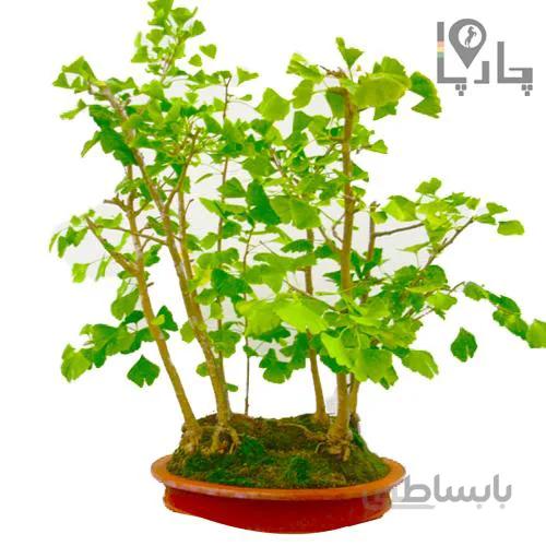 باغ(جنگل) بونسای جینکو بالای 10 سال