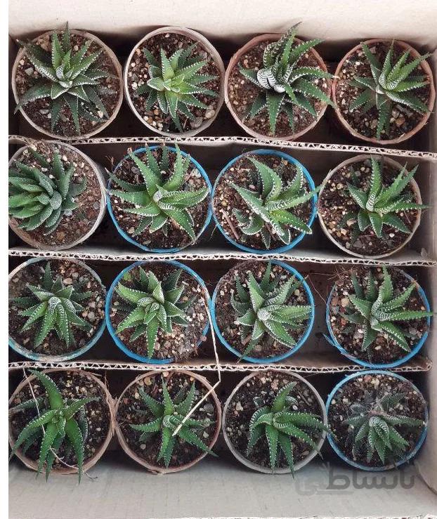 پک ساکولنت هاورتیا زبرا گورخری 16 عددی (گلدان8)