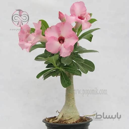 بذر آدنیوم قرمز