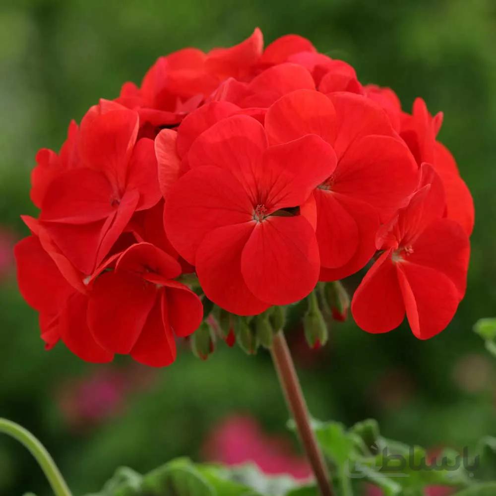 بذر شمعدانی f1 رقم Horizon Red