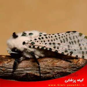 تحقیق آماده کامل خسارت کرم خراط (Zeuzera pyrina) به درختان گردو