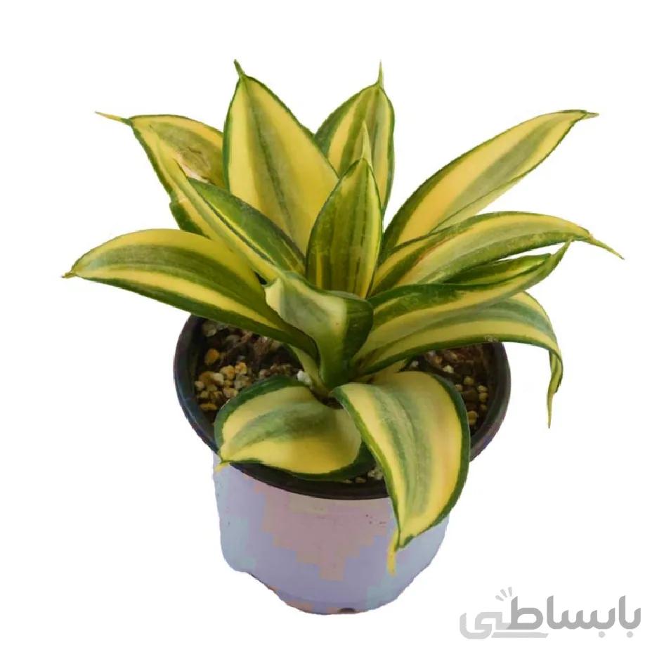 سانسوریا ابلق پاکوتاه | Sansevieria hahnii