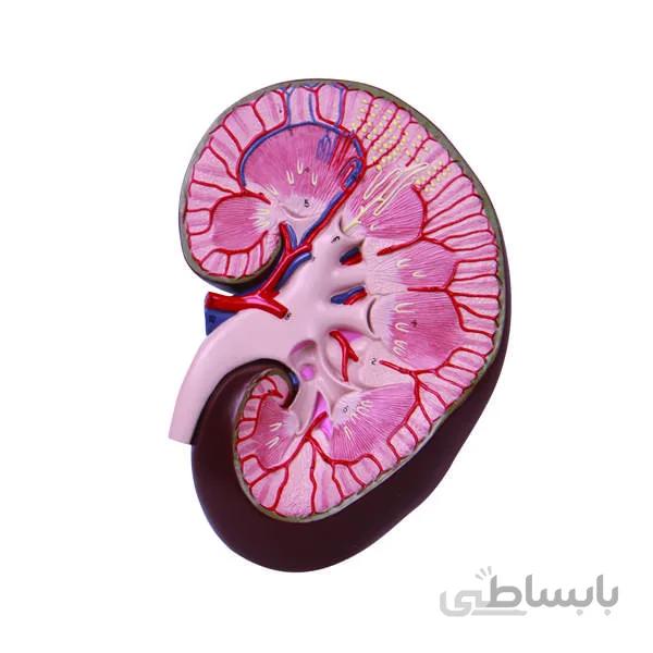 مولاژ کلیه دیواری