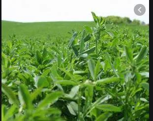 پروژه برسی شیوه کاشت یونجه